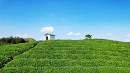 貴州新“楓”景 茶香裏的和諧密碼——都勻巧用制茶智慧創新基層調解
