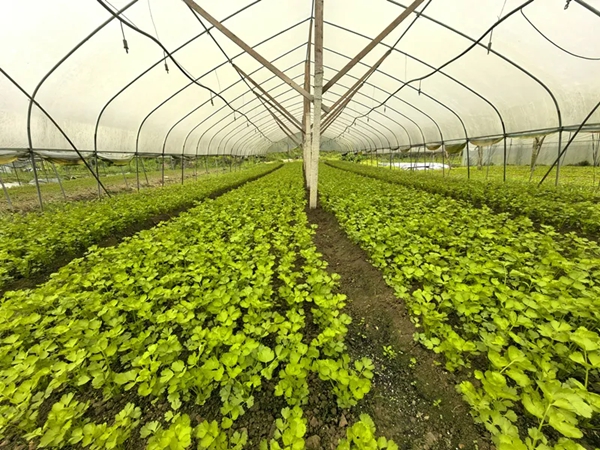 貴州碧江：“一線一帶兩區”模式建成蔬菜産業18.3萬畝_fororder_640