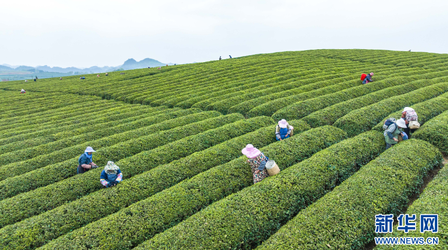 貴州“觀茶”：産業鏈上起“新枝”_fororder_202504080890a7f6ab7545789c05e01883e245c1_2025040721d4f163669f4847b3dede8d1ae7c0df