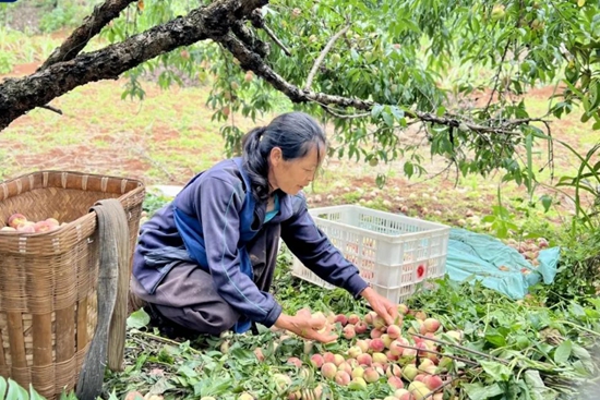 貴州六盤水水城區高峰村：以鄉村文明助力鄉村振興_fororder_640 (3)