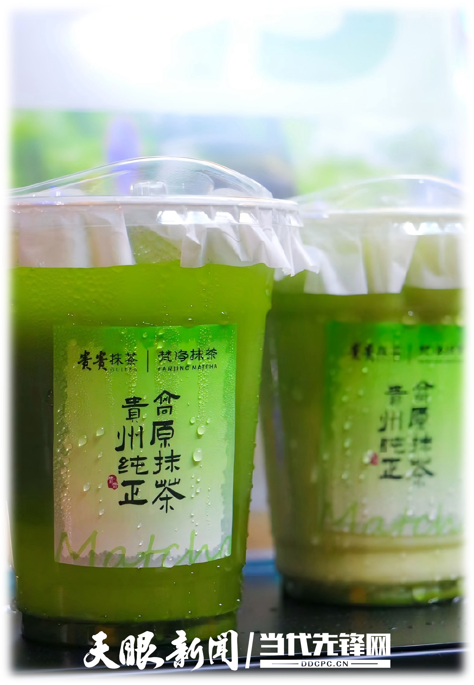 貴茶集團抹茶全國産銷量第一