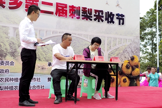 貴州清鎮市流長苗族鄉舉辦刺梨采收節