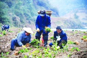 （副頭條）齊心種茶早脫貧 調整産業勤致富 ——百花湖鎮溫水村打造萬畝茶園忙春耕