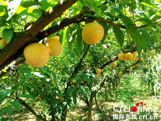貴州黔西太來：綠色思維巧解“山地發展方程”助民富
