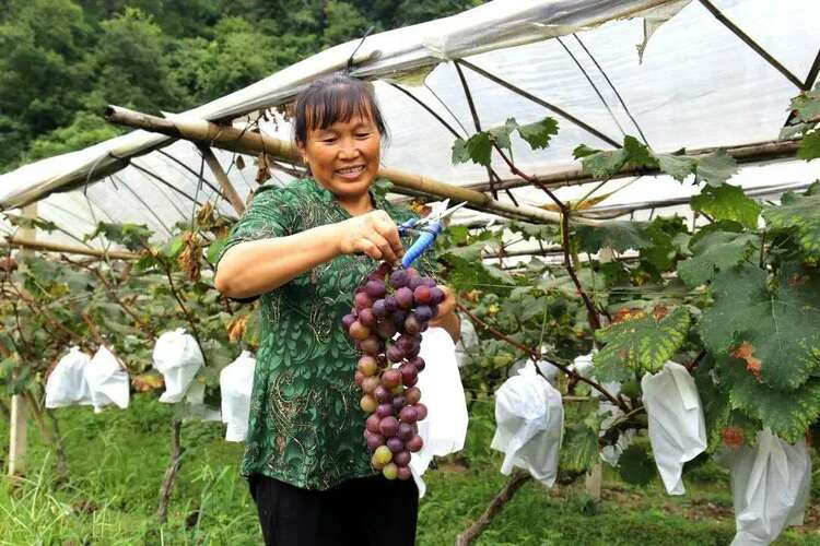 貴州荔波： 250畝提子産銷兩旺 果農笑開顏