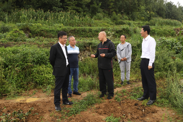 貴州六盤水：大連草莓高原育苗 東西部産業合作實現雙贏