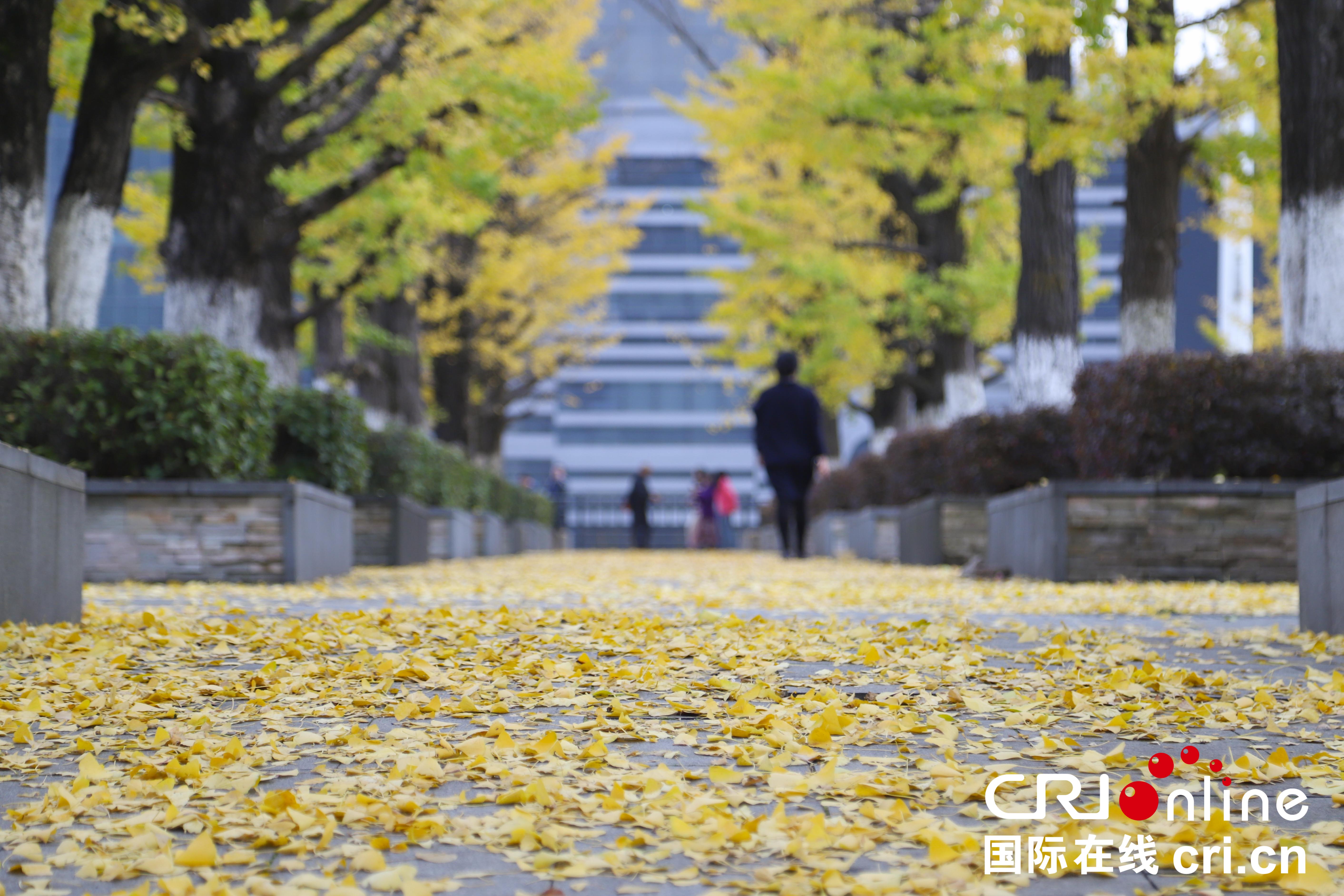 貴陽街頭金黃銀杏惹人醉（組圖）