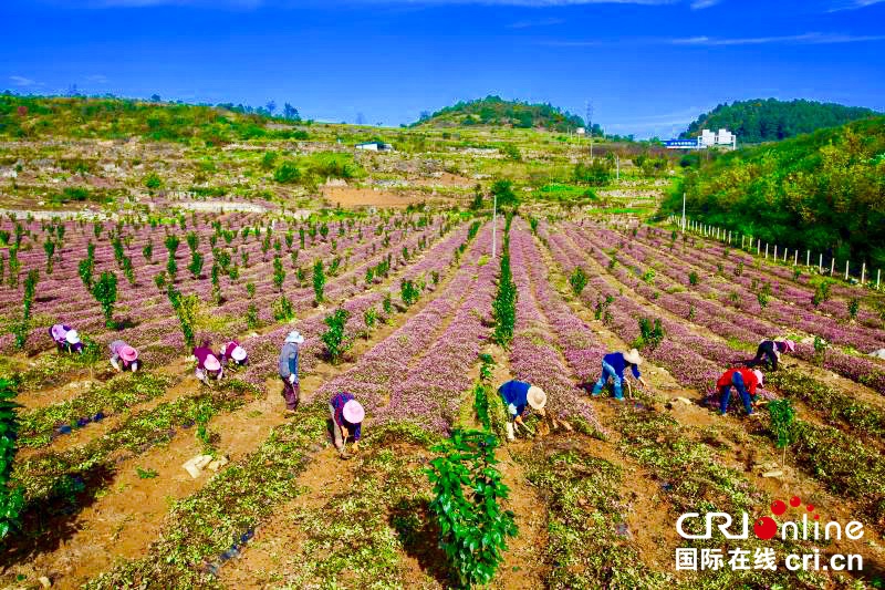 貴州畢節黔西：種植頭花蓼土地效益高（組圖）