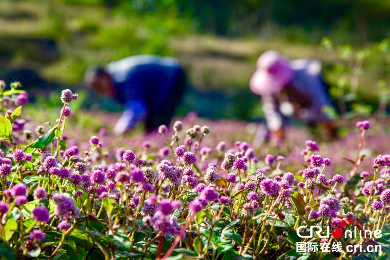 貴州畢節黔西：種植頭花蓼土地效益高（組圖）