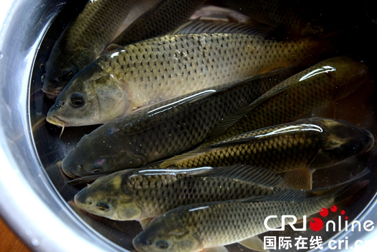 貴州西江千戶苗寨“稻花魚”迎豐收引村民走上致富路