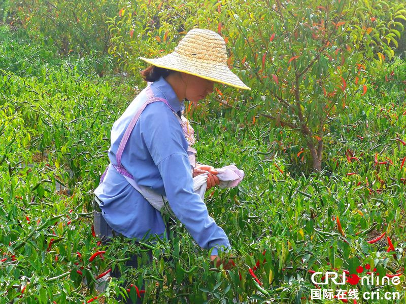 【有修改】貴州大方：辣椒成熟椒農忙收穫