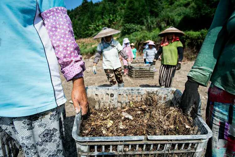 貴州天柱：打造藥材種植加工鏈 帶動群眾就業增收
