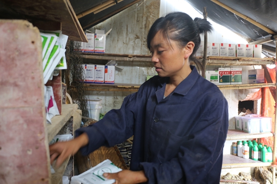 貴州大方縣理化鄉：打工妹陳琴養雞闖出一片新天地