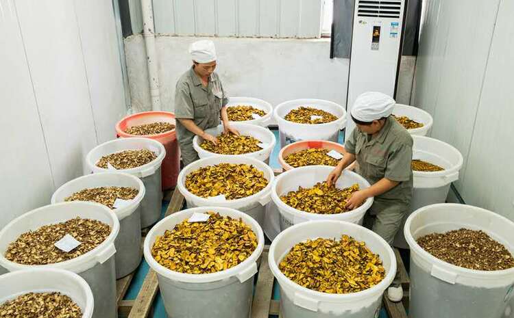 貴州天柱：打造藥材種植加工鏈 帶動群眾就業增收
