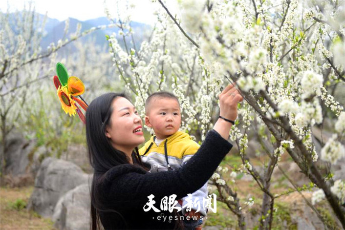 （旅遊）沿河萬畝李花怒放如雪