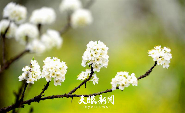 （旅遊）沿河萬畝李花怒放如雪