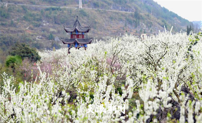 （旅遊）沿河萬畝李花怒放如雪