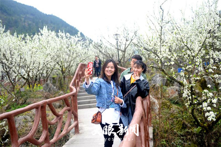 （旅遊）沿河萬畝李花怒放如雪