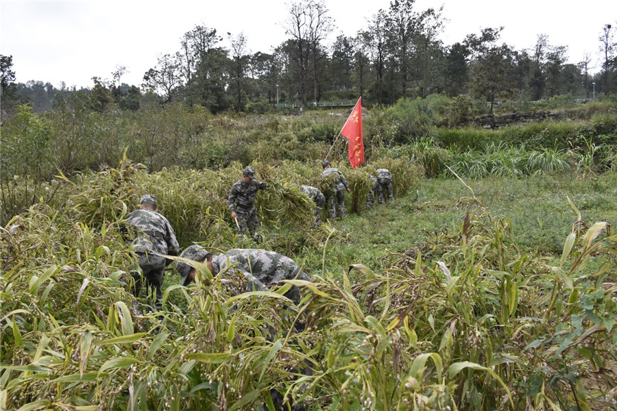 （有修改）貴州興仁民兵助農秋收解民憂（組圖）