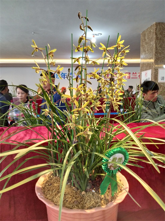 （要聞）第十三屆貴州省（百里杜鵑）蘭博會將於3月29日在百里杜鵑舉行