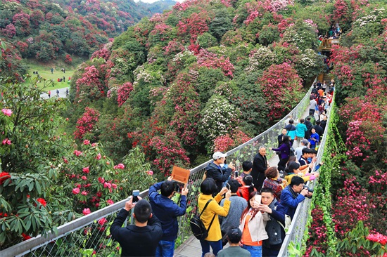 （要聞）第十三屆貴州省（百里杜鵑）蘭博會將於3月29日在百里杜鵑舉行