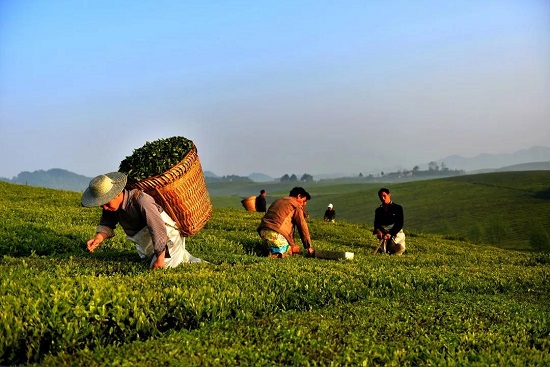 （黔茶貴水）中國綠茶新金三角：貴州！憑什麼？