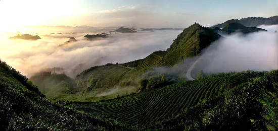（黔茶貴水）中國綠茶新金三角：貴州！憑什麼？