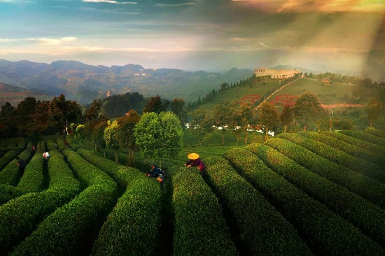 （黔茶貴水）中國綠茶新金三角：貴州！憑什麼？