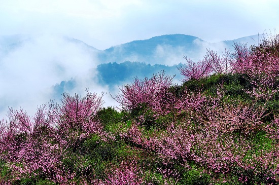 （黔茶貴水）貴山雲霧深 千姿百態共一“綠”