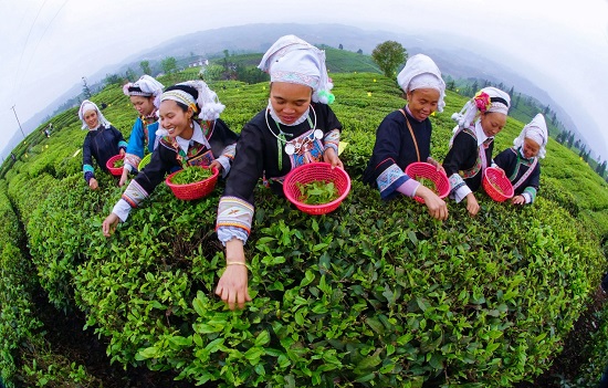 （黔茶貴水）當貴州綠茶遇上100℃