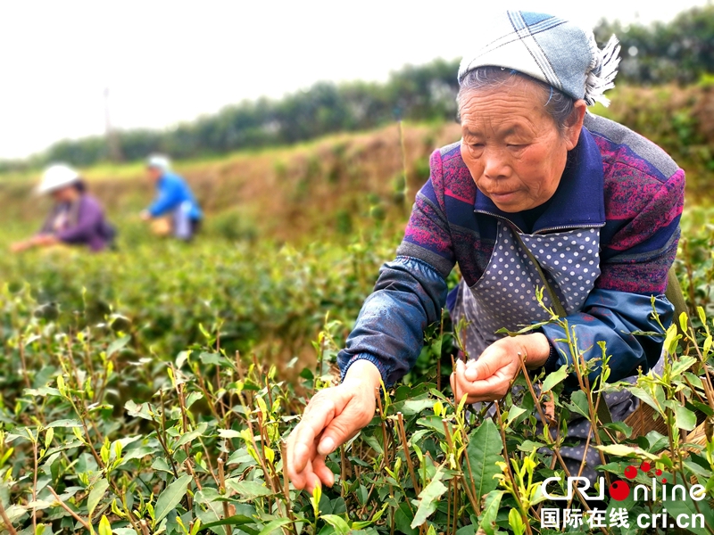 貴州紫雲：荒山變茶山  增綠又富民（組圖）