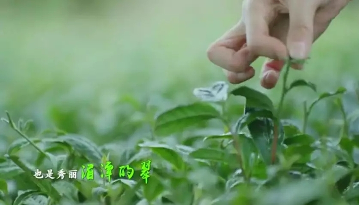 （要聞）杯中一盞茶，多彩貴州情