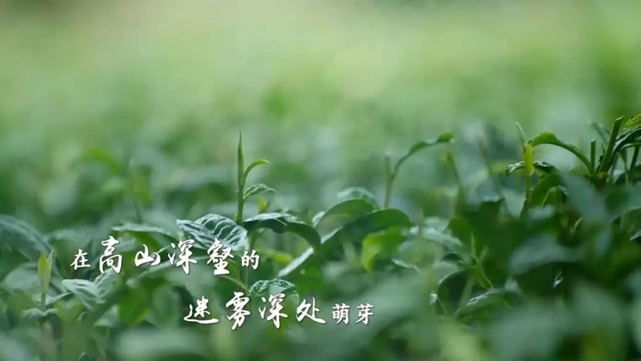 （要聞）杯中一盞茶，多彩貴州情
