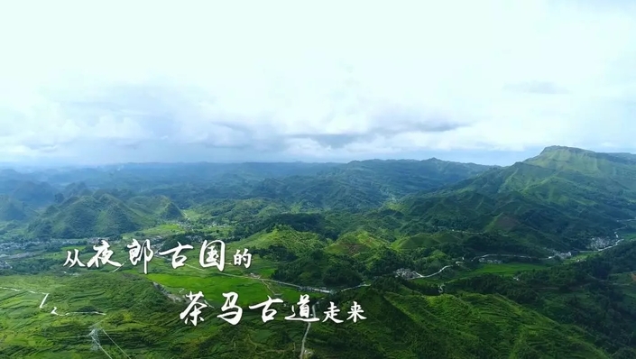（要聞）杯中一盞茶，多彩貴州情