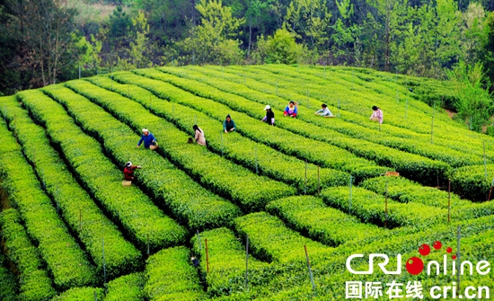 貴州沿河：戮力同心從“深度貧困”到“成功摘帽”
