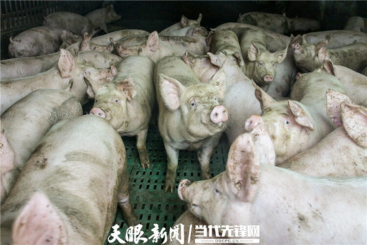 【我的扶貧故事】發展産業 盤活經濟|紫雲自治縣火花鎮克田村黨支部書記羅文斌