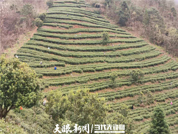 【我的扶貧故事】一路見證茶葉鄉鎮的崛起丨紫雲自治縣壩羊鎮黨委副書記、鎮長班興坤
