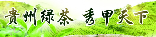（黔茶貴水）兩百萬株白茶開採常熟企業茶山認購