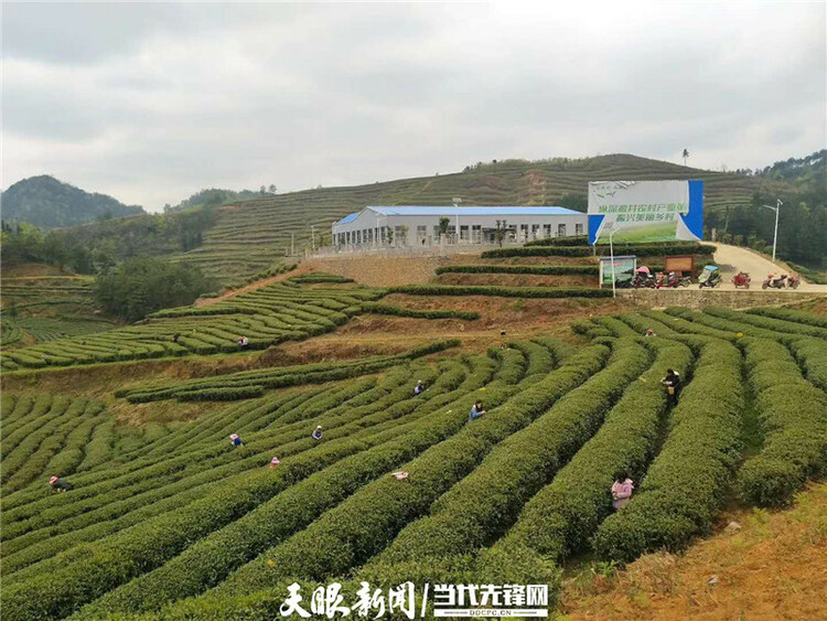 【我的扶貧故事】一路見證茶葉鄉鎮的崛起丨紫雲自治縣壩羊鎮黨委副書記、鎮長班興坤