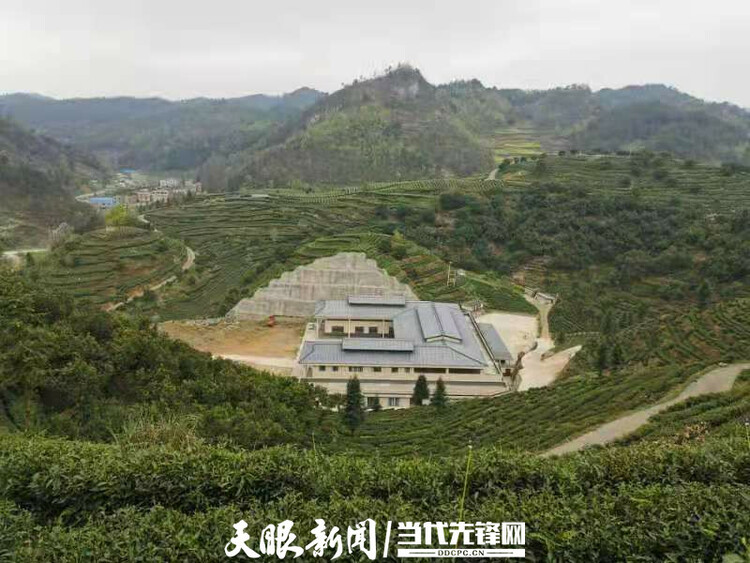 【我的扶貧故事】一路見證茶葉鄉鎮的崛起丨紫雲自治縣壩羊鎮黨委副書記、鎮長班興坤