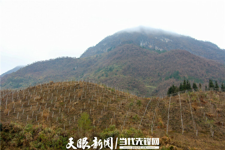 【我的扶貧故事】發展産業 盤活經濟|紫雲自治縣火花鎮克田村黨支部書記羅文斌