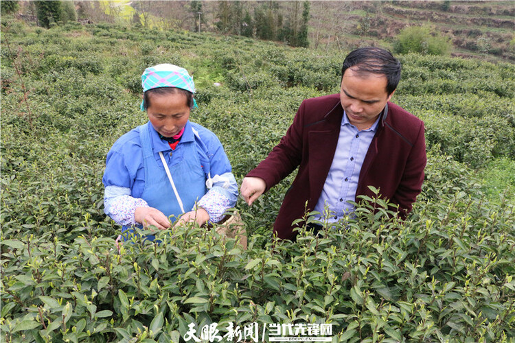 【我的扶貧故事】一路見證茶葉鄉鎮的崛起丨紫雲自治縣壩羊鎮黨委副書記、鎮長班興坤