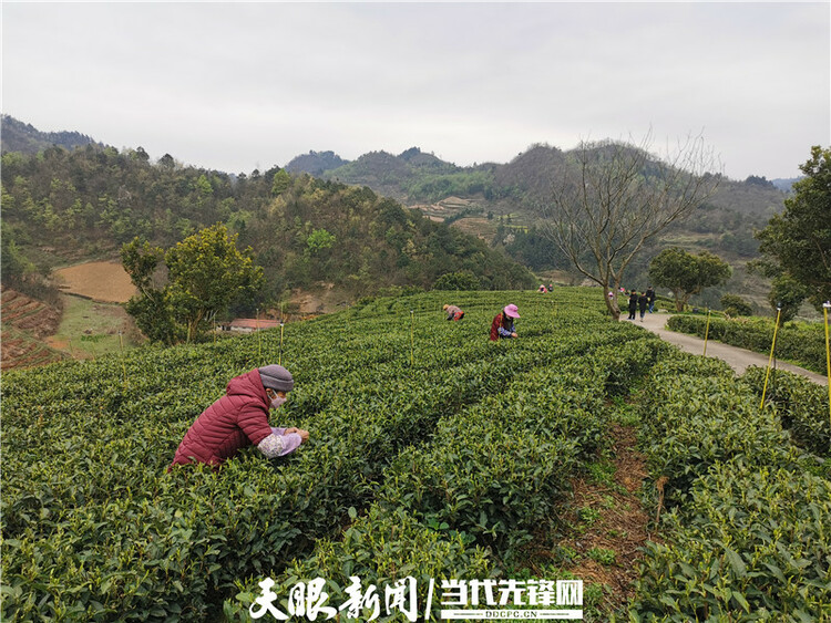 【我的扶貧故事】一路見證茶葉鄉鎮的崛起丨紫雲自治縣壩羊鎮黨委副書記、鎮長班興坤