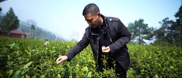 （視頻）一杯茶的“前世今生”，聽匠心茶人娓娓道來……