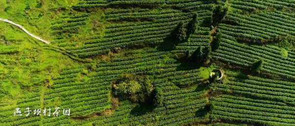 （視頻）一杯茶的“前世今生”，聽匠心茶人娓娓道來……