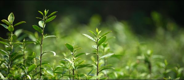 （視頻）一杯茶的“前世今生”，聽匠心茶人娓娓道來……