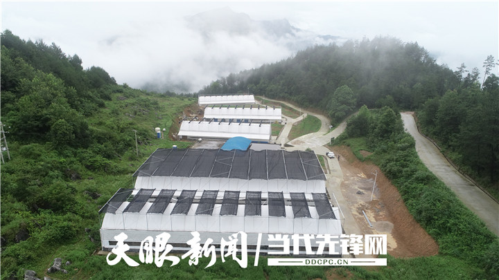 【決勝2020】外出學習“取真經” 返鄉走上致富路丨沿河自治縣高峰村村民羅賢國