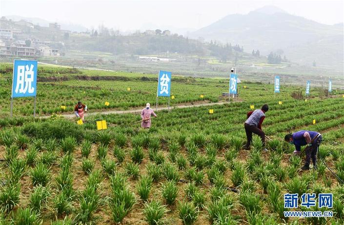 （要聞）確保不誤農時，保障夏糧豐收 ——各地抓好春耕生産在行動