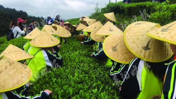 （黔茶貴水）200名學子與春茶有個約會