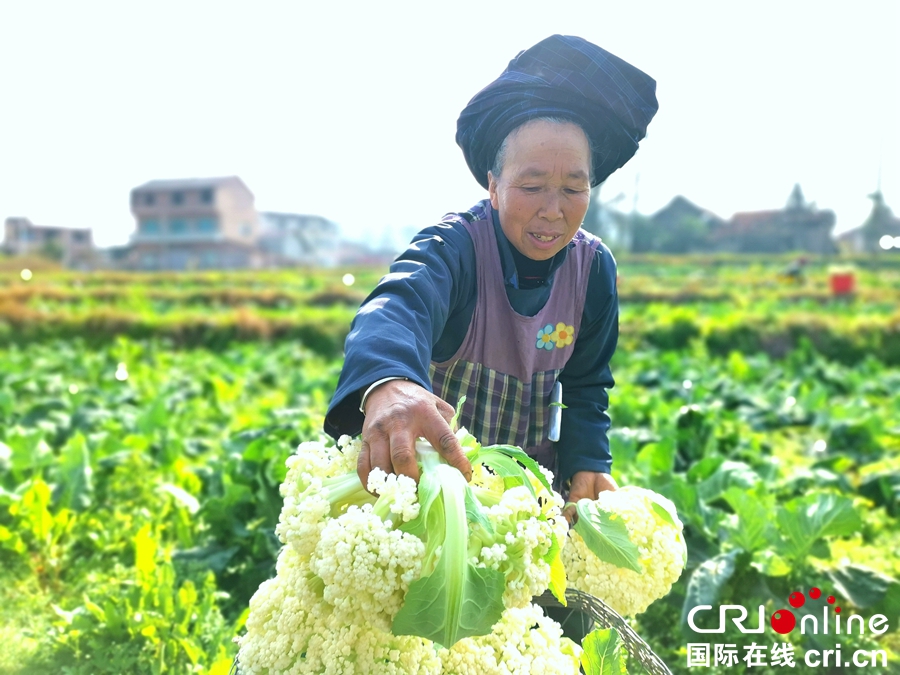 貴州貞豐：菜農采收蔬菜供應市場